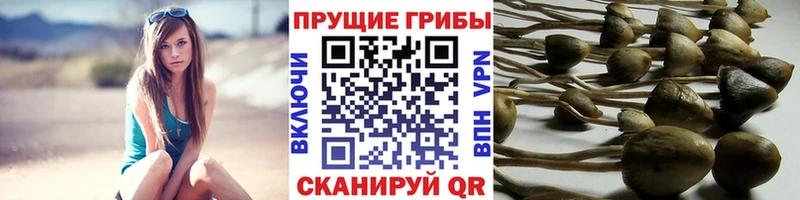 гидра ссылки  Учалы  Галлюциногенные грибы Psilocybe  наркота 